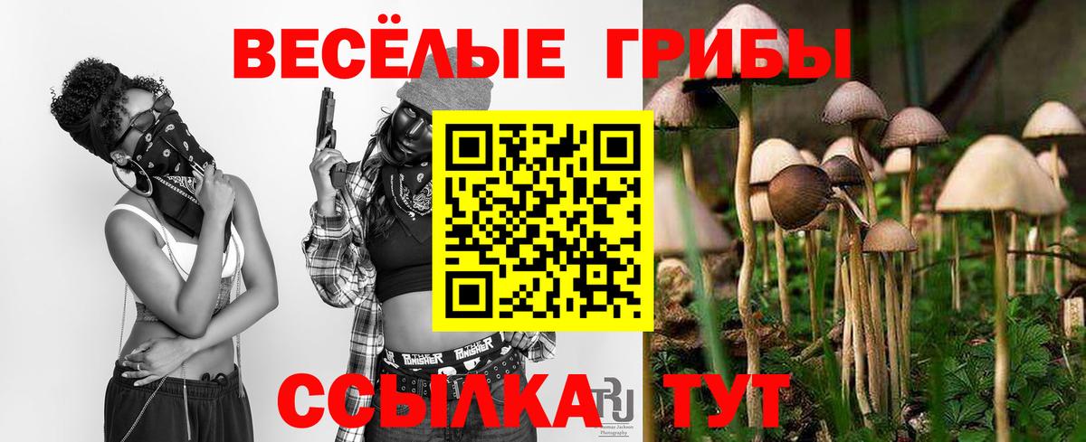 Псилоцибиновые грибы Psilocybe Череповец